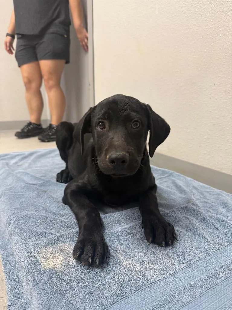 A baby medium-sized male Labrador Retriever dog named Azan for adoption in Sorrento, LA