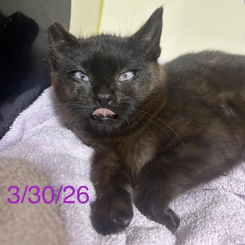 A young small-sized female Domestic Short Hair cat named Joanie for adoption in Mocksville, NC