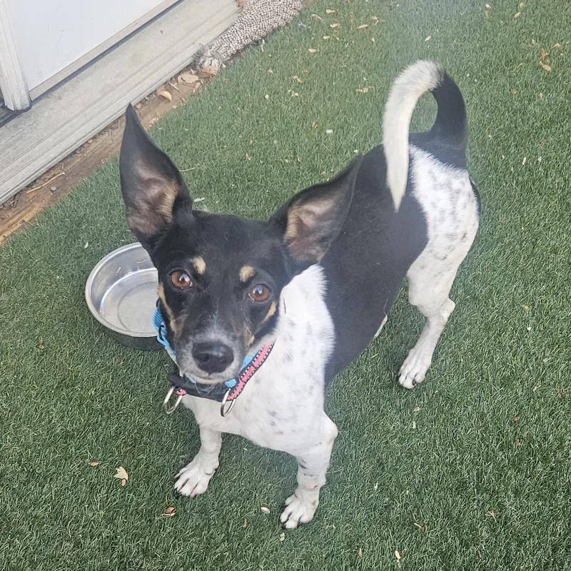 An adult small-sized female Tricolor (Brown, Black, & White) Chihuahua dog named Fran The Nanny for adoption in Baldwin, MD