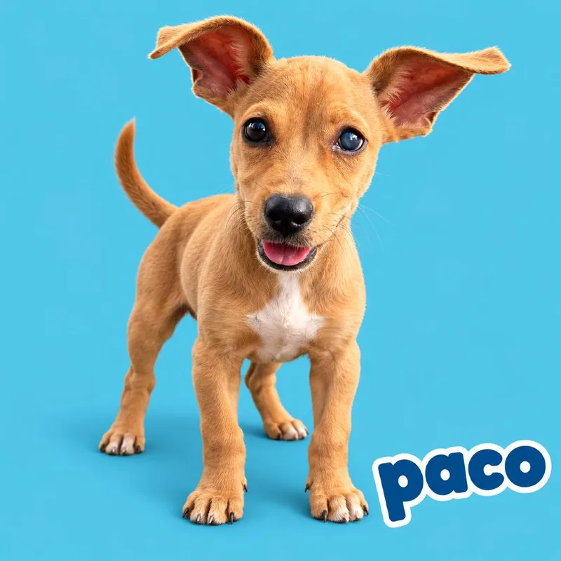 A baby small-sized male Brown / Chocolate Carolina Dog dog named Paco for adoption in Scottsdale, AZ