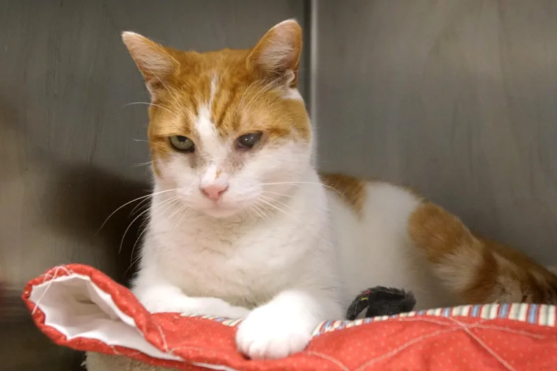 A senior large-sized male Orange & White Domestic Short Hair cat named Itsy for adoption in New Milford, CT
