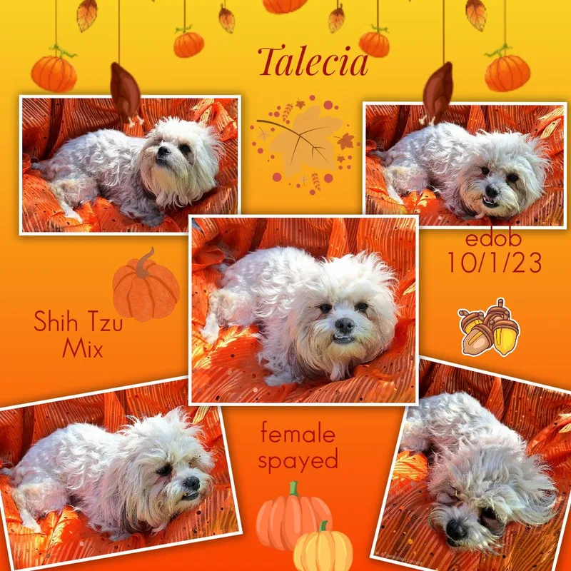 Talecia WVT thumbnail 5