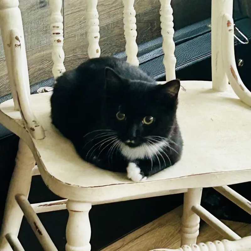 A baby medium-sized male Black & White / Tuxedo Domestic Short Hair cat named Jack for adoption in Bellmawr, NJ