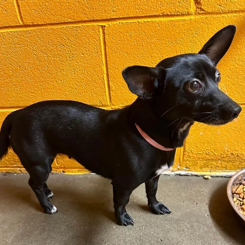 An adult small-sized female Black Chihuahua dog named Winnie for adoption in Salem, WV