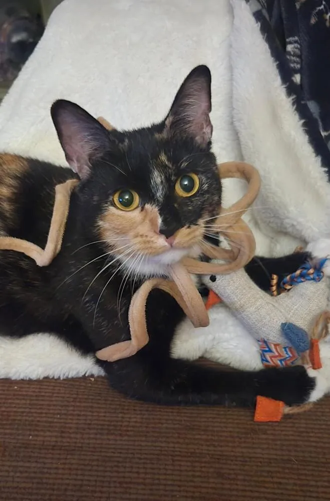 A young medium-sized female Black & White / Tuxedo Domestic Short Hair cat named Quillian for adoption in Breinigsville, PA