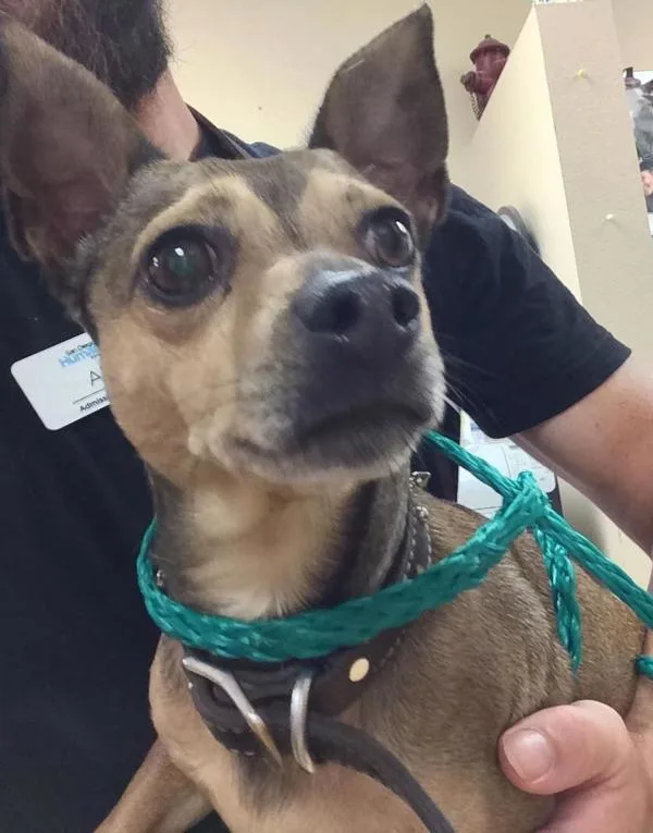 A senior small-sized male Chihuahua dog named Chip for adoption in El Cajon, CA