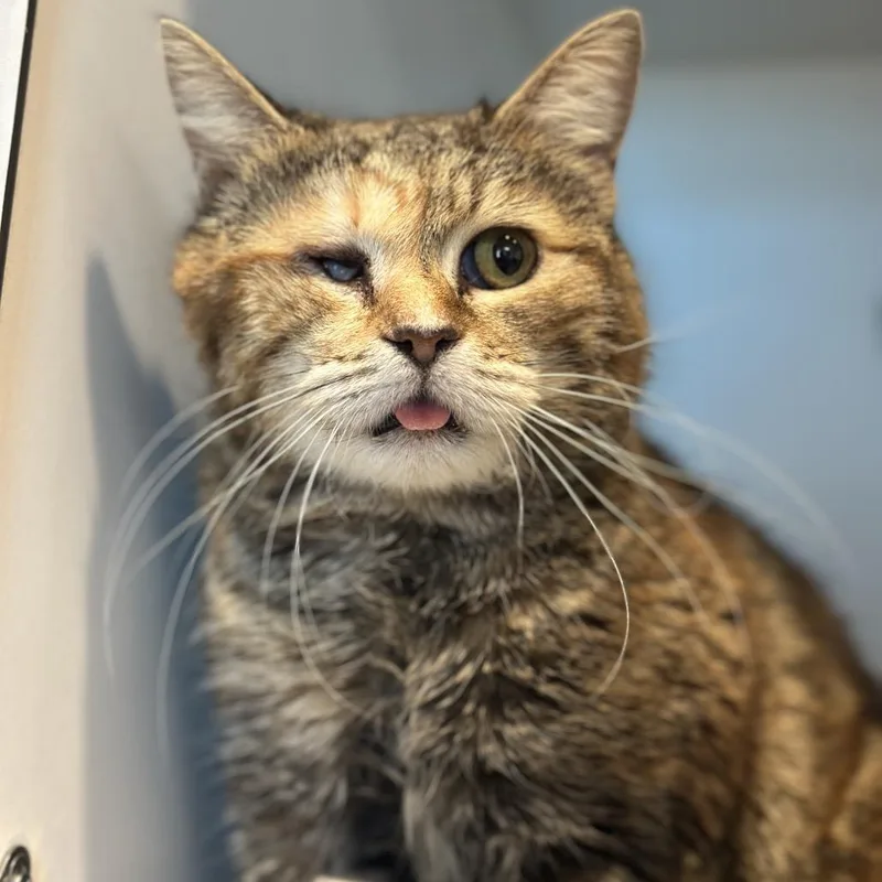 An adult medium-sized female Torbie Domestic Short Hair cat named Magpie for adoption in Matteson, IL