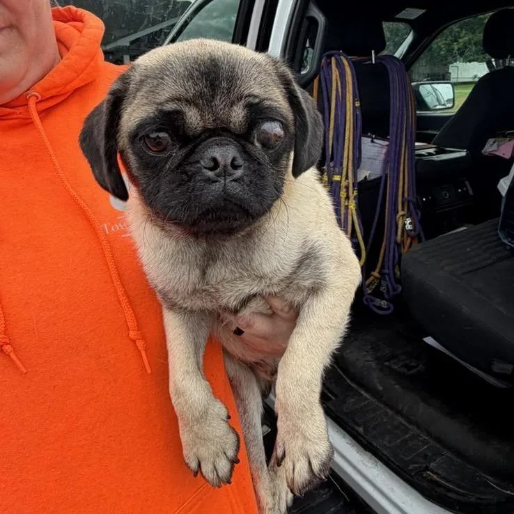 A young small-sized male Pug dog named Weevil L for adoption in Watertown, NY