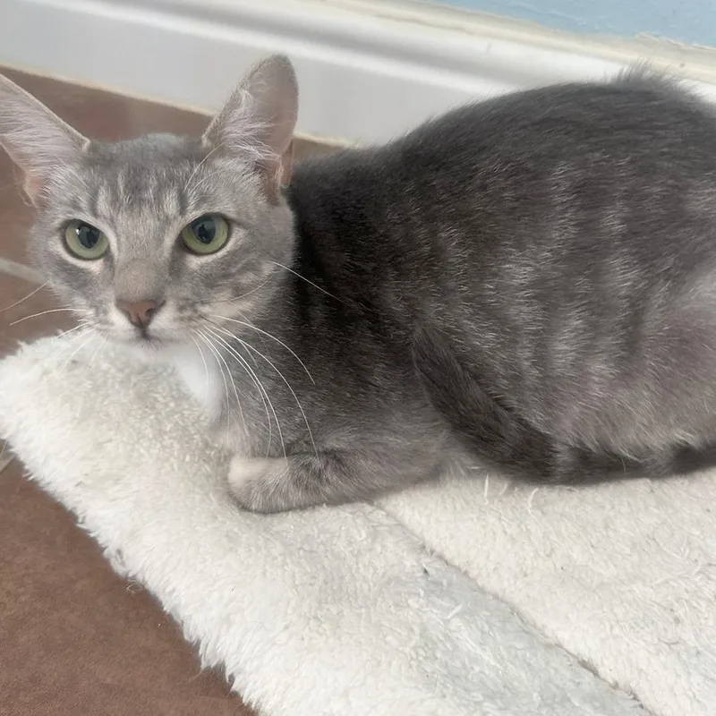 A young medium-sized female Gray / Blue / Silver Domestic Short Hair cat named Cotton Candy Queen for adoption in Austin, TX
