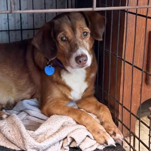 A young small-sized female Red / Chestnut / Orange Beagle dog named CrayZ for adoption in London, OH