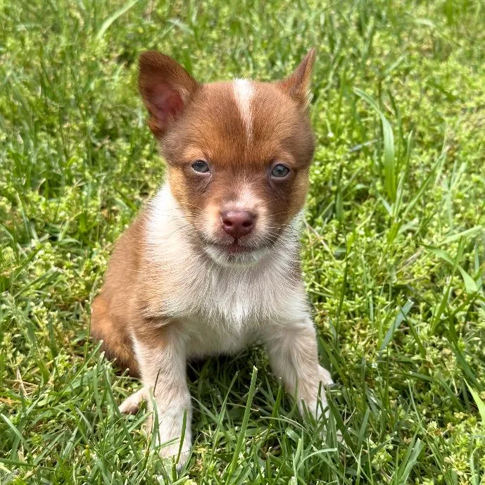 A baby small-sized male Brown / Chocolate Cattle Dog dog named Crunchmaster for adoption in Fredericksburg, VA
