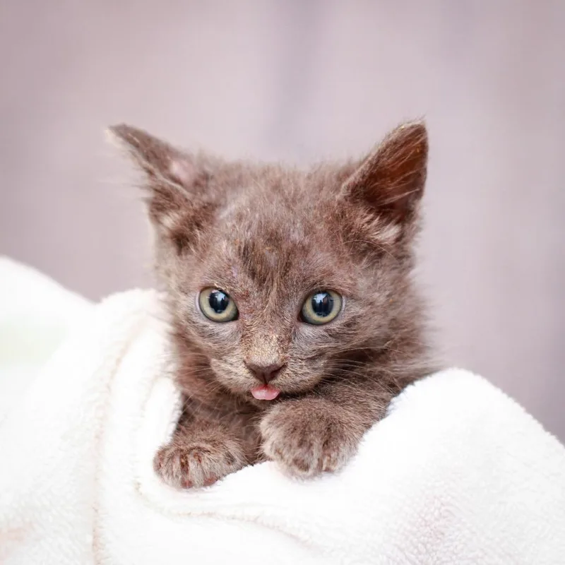 A baby small-sized female Gray / Blue / Silver Domestic Short Hair cat named Llama for adoption in Hattiesburg, MS