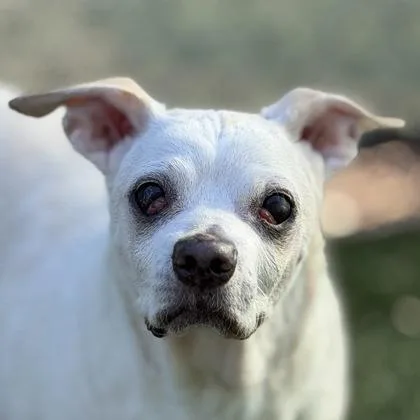 An adult small-sized male White / Cream Chihuahua dog named Chewy for adoption in Sacramento, CA