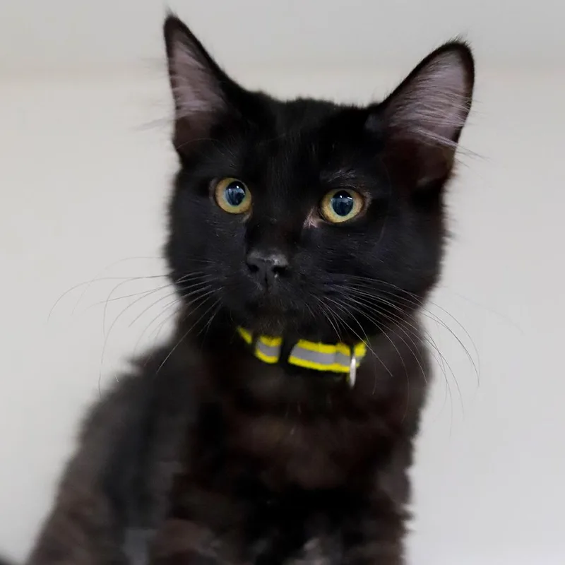 A baby small-sized female Black Domestic Short Hair cat named Sybil for adoption in Los Angeles, CA