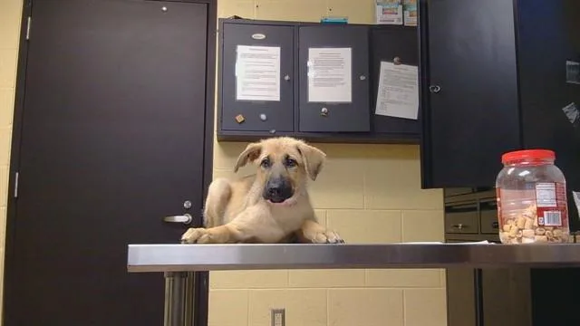 A baby large-sized female German Shepherd Dog dog named Sophia for adoption in Cookeville, TN