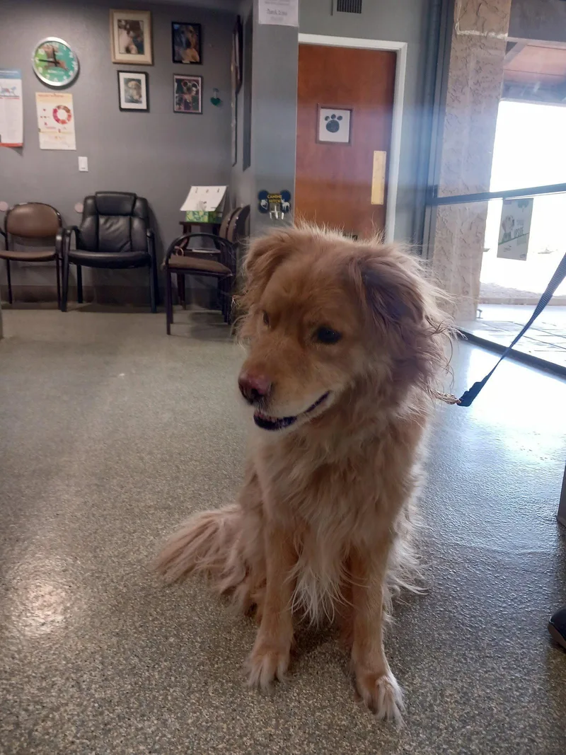 An adult medium-sized male Golden Retriever dog named Pappi for adoption in Glendale, AZ