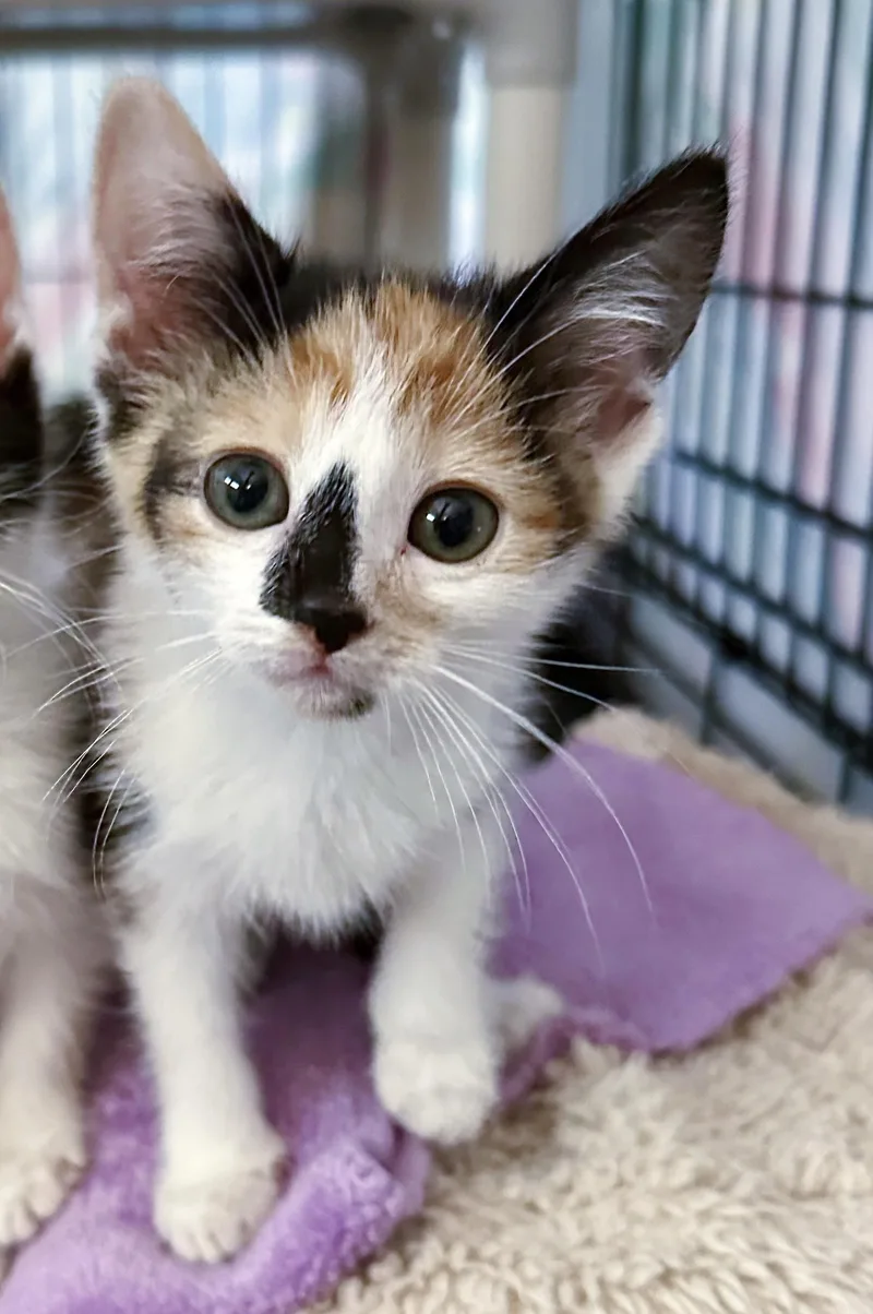 A baby medium-sized female Calico Domestic Short Hair cat named Calliope for adoption in Bethel, OH