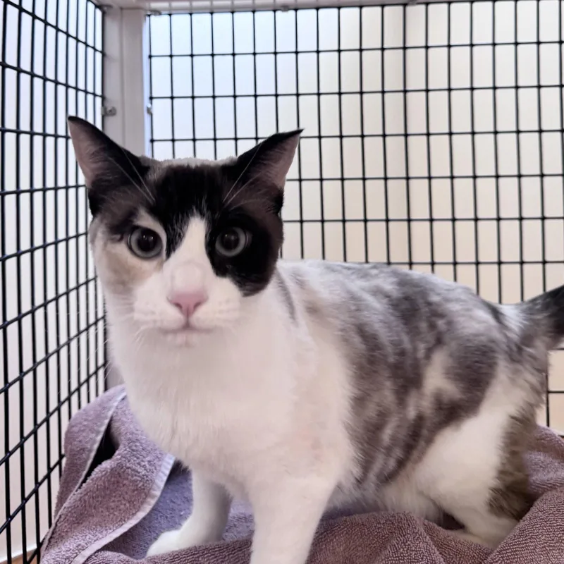 An adult medium-sized female Snowshoe cat named Marshmallow for adoption in Burlingame, CA