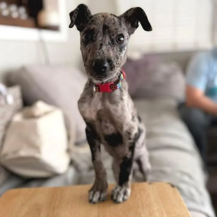 A baby medium-sized female Gray / Blue / Silver Catahoula Leopard Dog dog named Marlowe for adoption in New Orleans, LA