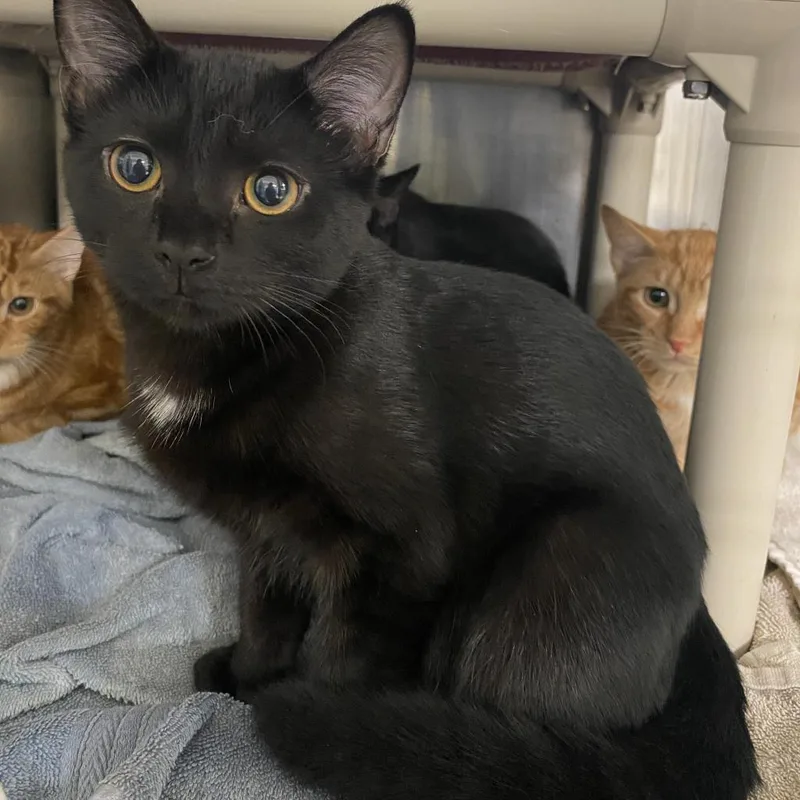 An adult medium-sized female Black Domestic Short Hair cat named Spider for adoption in Englewood, FL