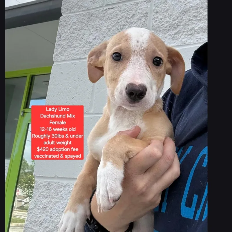 A baby small-sized female Dachshund dog named Lady Limo for adoption in Oviedo, FL