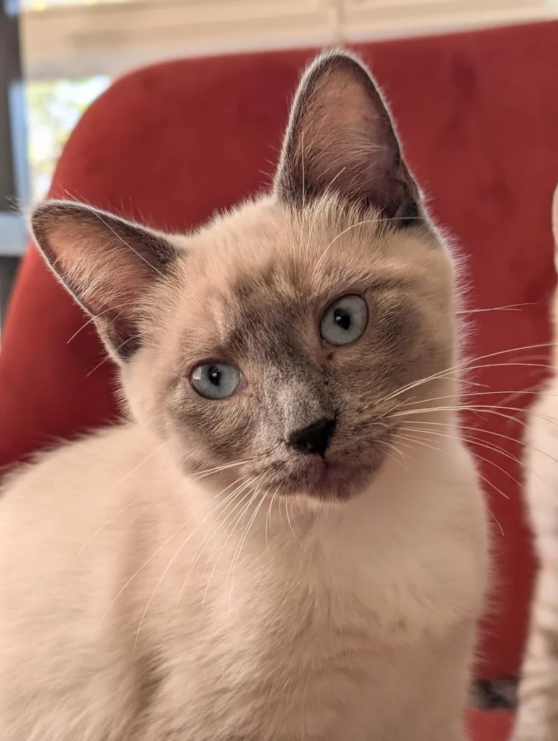 A baby large-sized male Lilac Point Domestic Short Hair cat named Liam and Oisin for adoption in Seattle, WA
