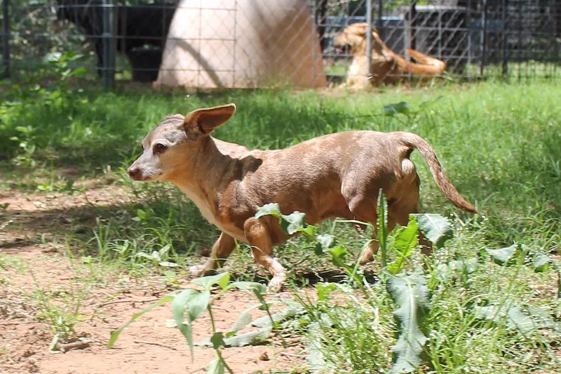 An adult small-sized male Merle (Red) Miniature Dachshund dog named Rudy for adoption in Guthrie, OK