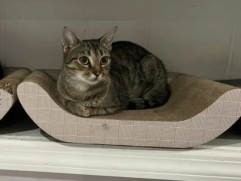 Missy & Minnie thumbnail 5