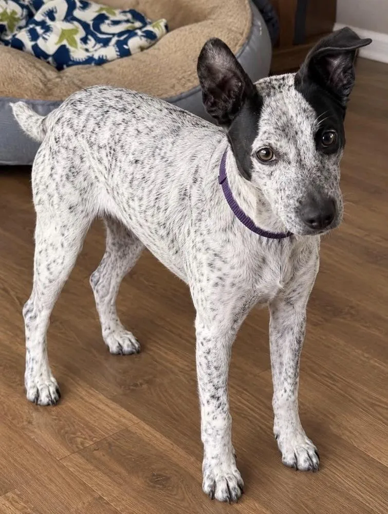 A young medium-sized female Australian Cattle Dog / Blue Heeler dog named Fergie for adoption in Milton, GA