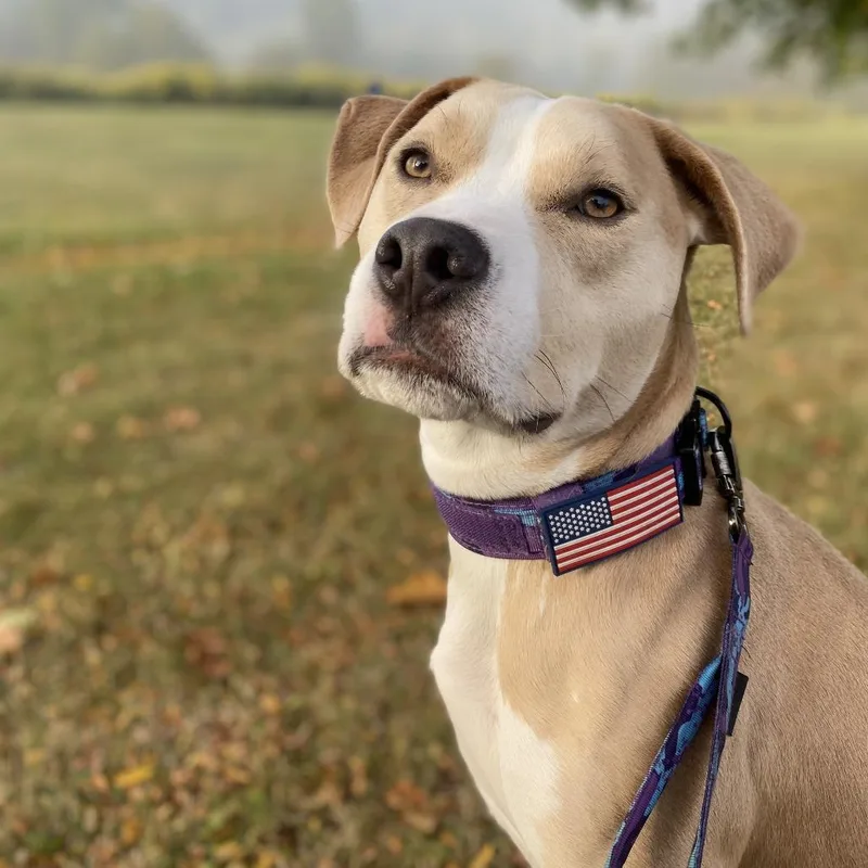 An adult medium-sized male Pit Bull Terrier dog named Maximus for adoption in Tulsa, OK