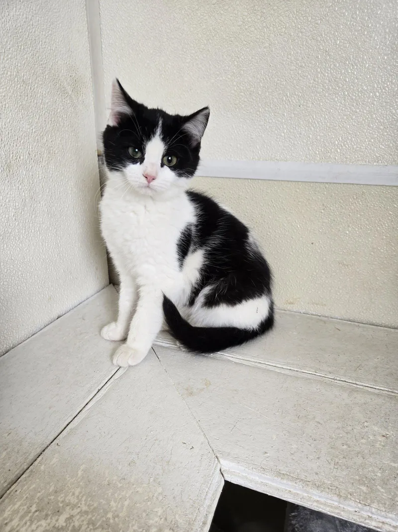 A young medium-sized female Domestic Short Hair cat named Cj for adoption in Maquoketa, IA