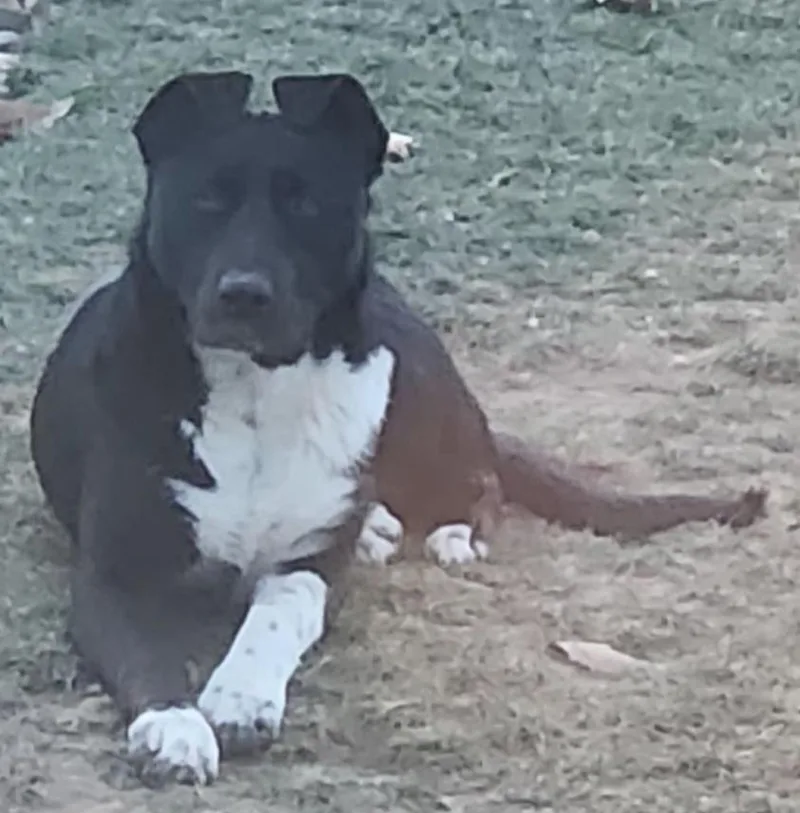 Lilly Lou