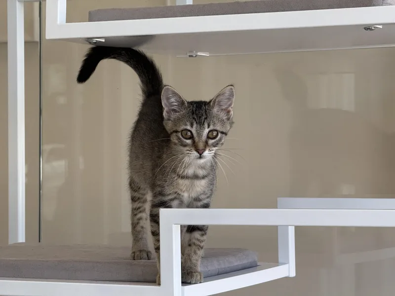 A baby medium-sized female Domestic Short Hair cat named Saturday for adoption in Evanston, IL