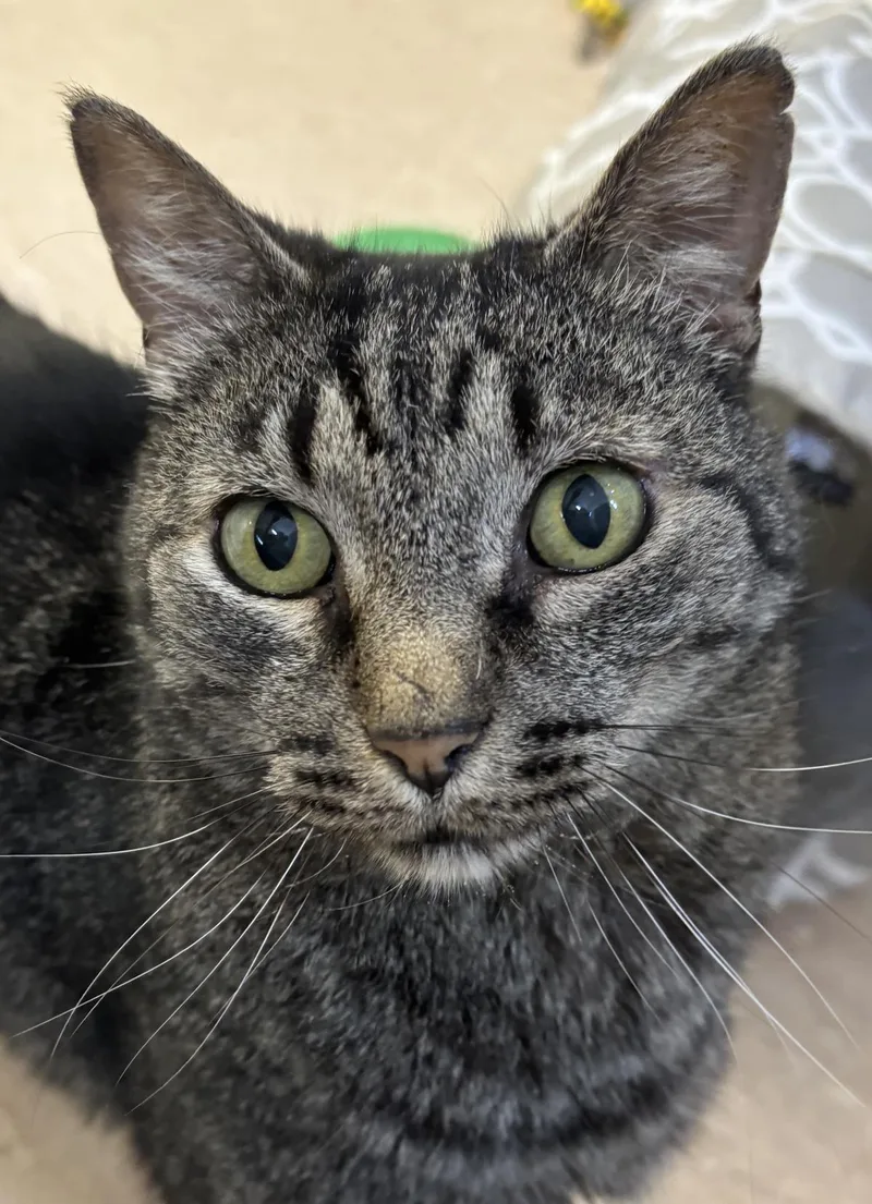 A senior medium-sized male Domestic Short Hair cat named Pico for adoption in Beacon, NY