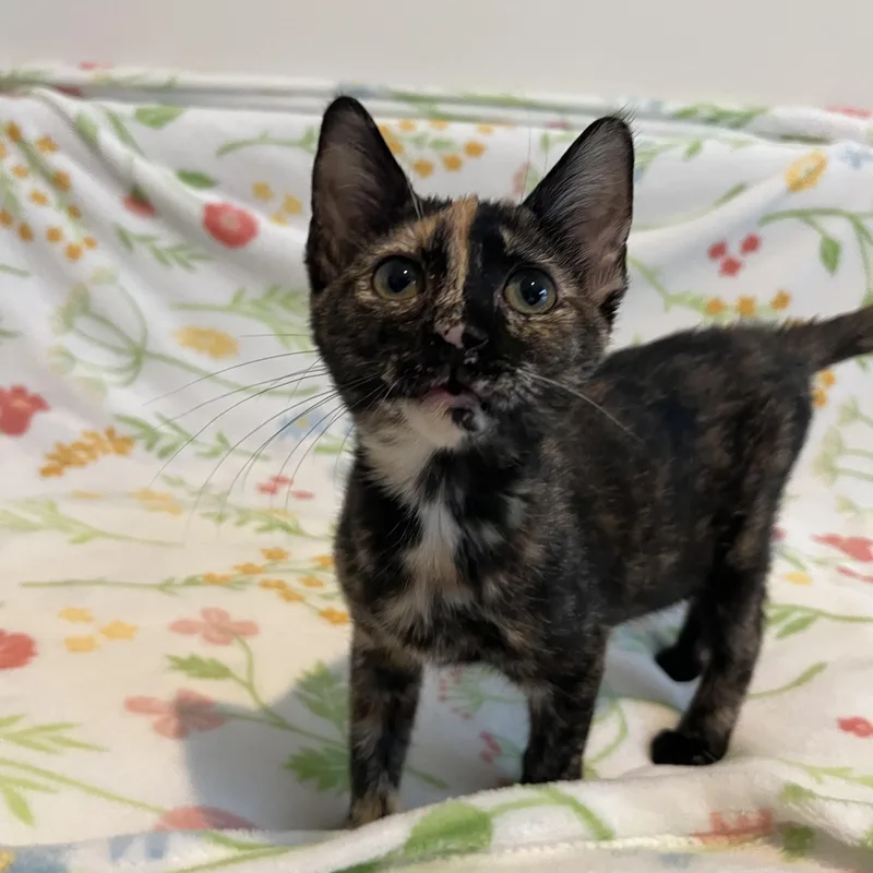 A young small-sized female Tortoiseshell Domestic Short Hair cat named Strudel for adoption in Plant City, FL
