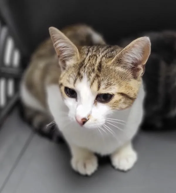 A baby small-sized female Domestic Short Hair cat named Nf for adoption in Lawrenceville, GA