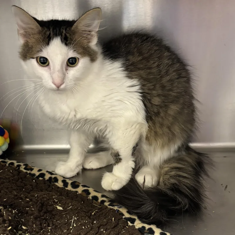 A baby medium-sized male Tabby (Brown / Chocolate) Domestic Long Hair cat named Rockford for adoption in Liberty, MO