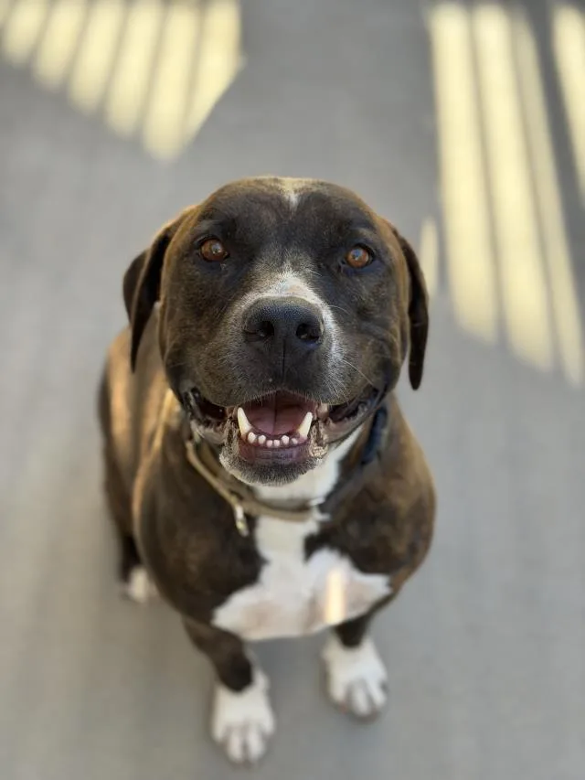 Bruno