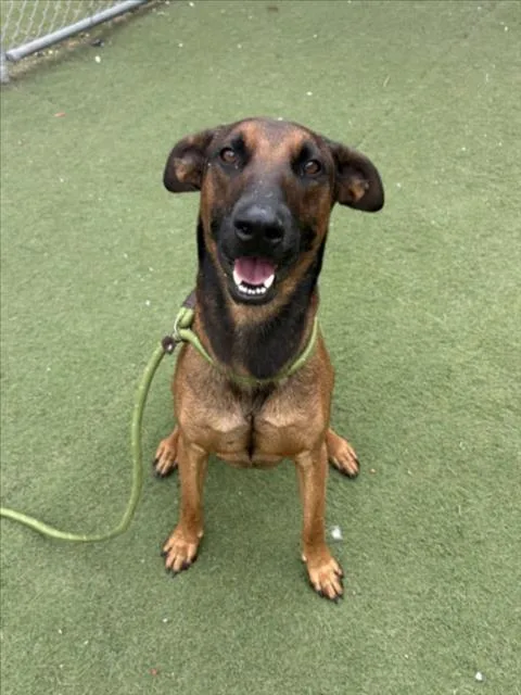 A young large-sized male Shepherd dog named Fred for adoption in Los Angeles, CA