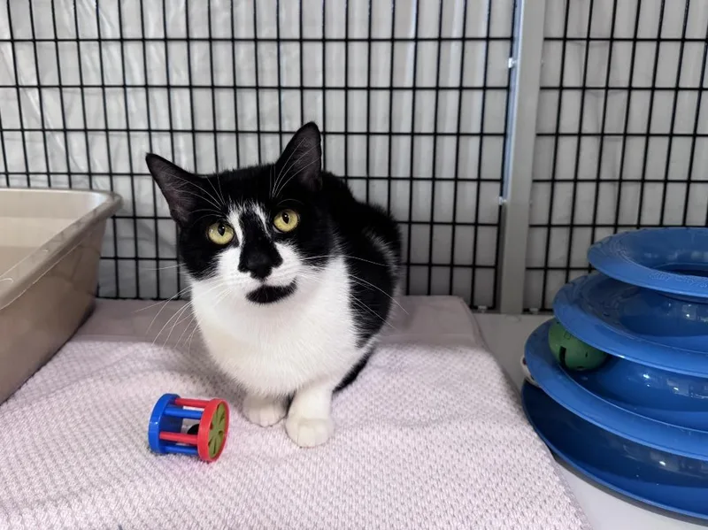 A young medium-sized female Domestic Short Hair cat named Elizabethany for adoption in Raleigh, NC