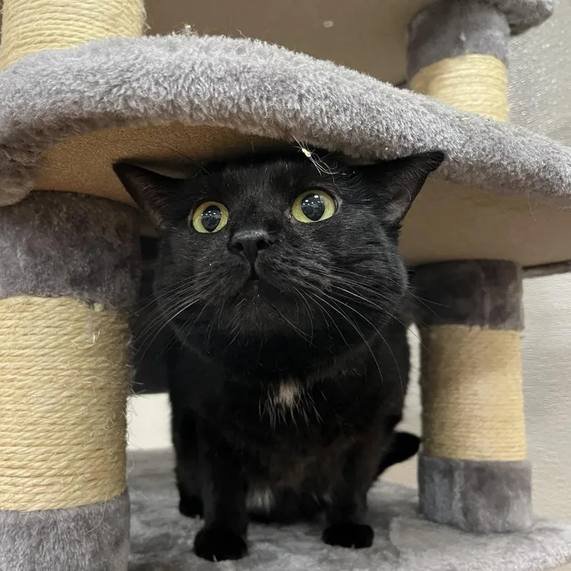 An adult large-sized female Domestic Short Hair cat named Moondragon for adoption in Verona, VA