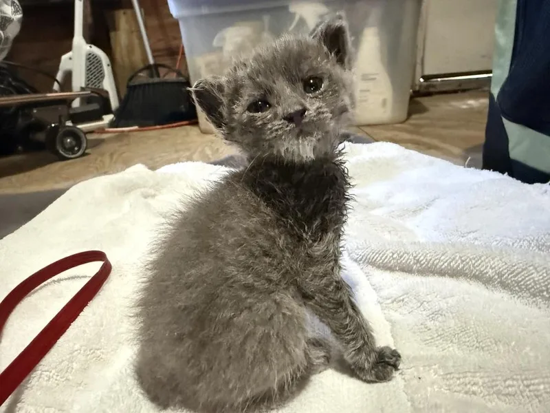 A baby small-sized female Extra-Toes Cat / Hemingway Polydactyl cat named Talulla for adoption in Saint Augustine, FL