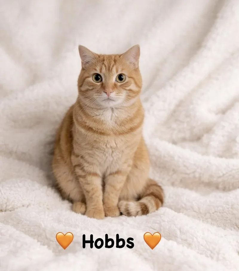 Hobbs