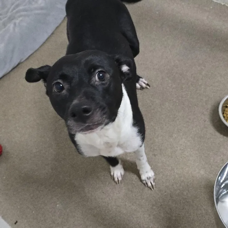 A young medium-sized female Black Mixed Breed dog named Nonna for adoption in Yanceyville, NC