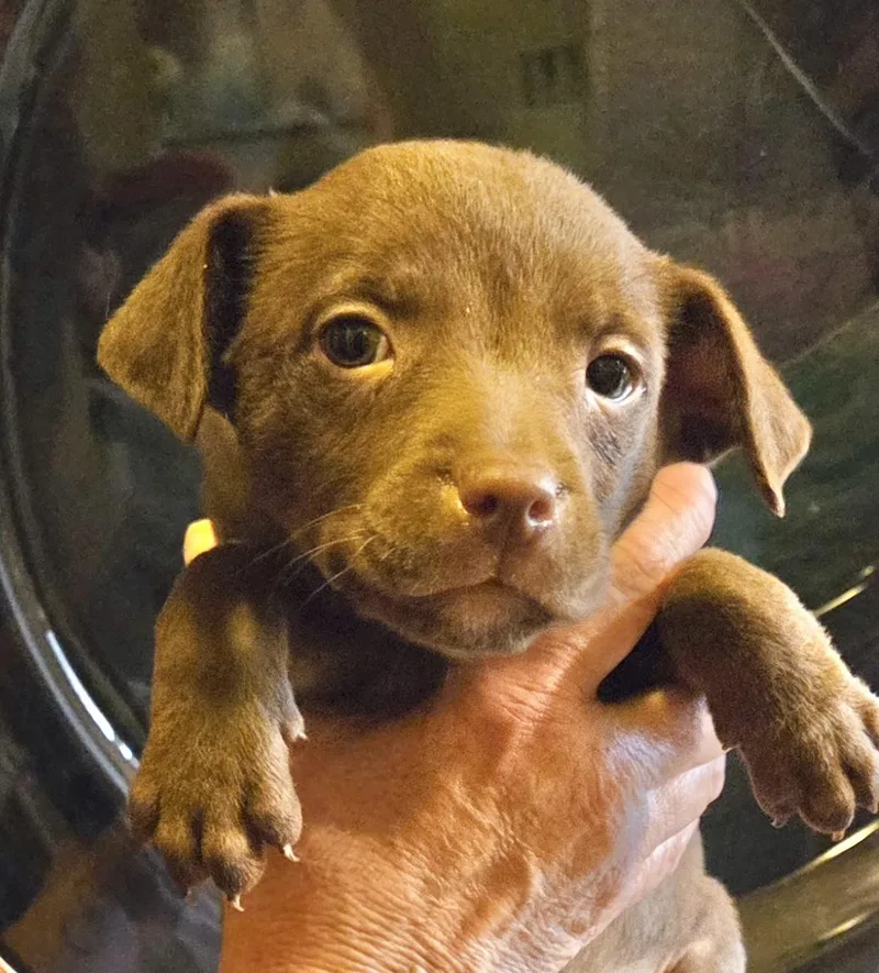 A baby medium-sized female Jack Russell Terrier dog named Josie for adoption in Manchester, CT