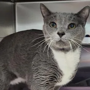 A senior small-sized male Gray / Blue / Silver Domestic Short Hair cat named Scout Manassas for adoption in Merrifield, VA