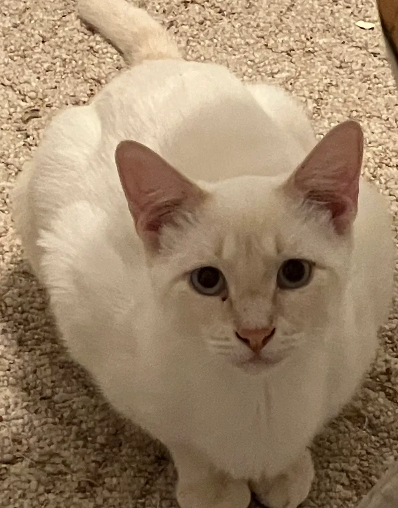 A young large-sized male Domestic Short Hair cat named Alfredo for adoption in Fort Worth, TX