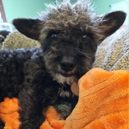 An adult small-sized female Yorkie Poo dog named Birdie for adoption in Clovis, NM