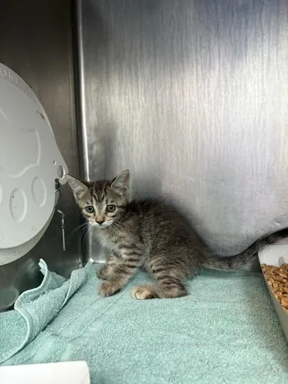A baby small-sized female Domestic Short Hair cat named 61556484 for adoption in El Paso, TX