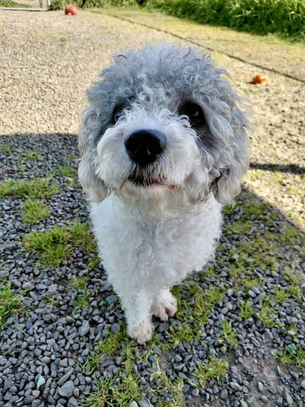 Noodle Doodle thumbnail 2